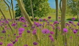 Alliums