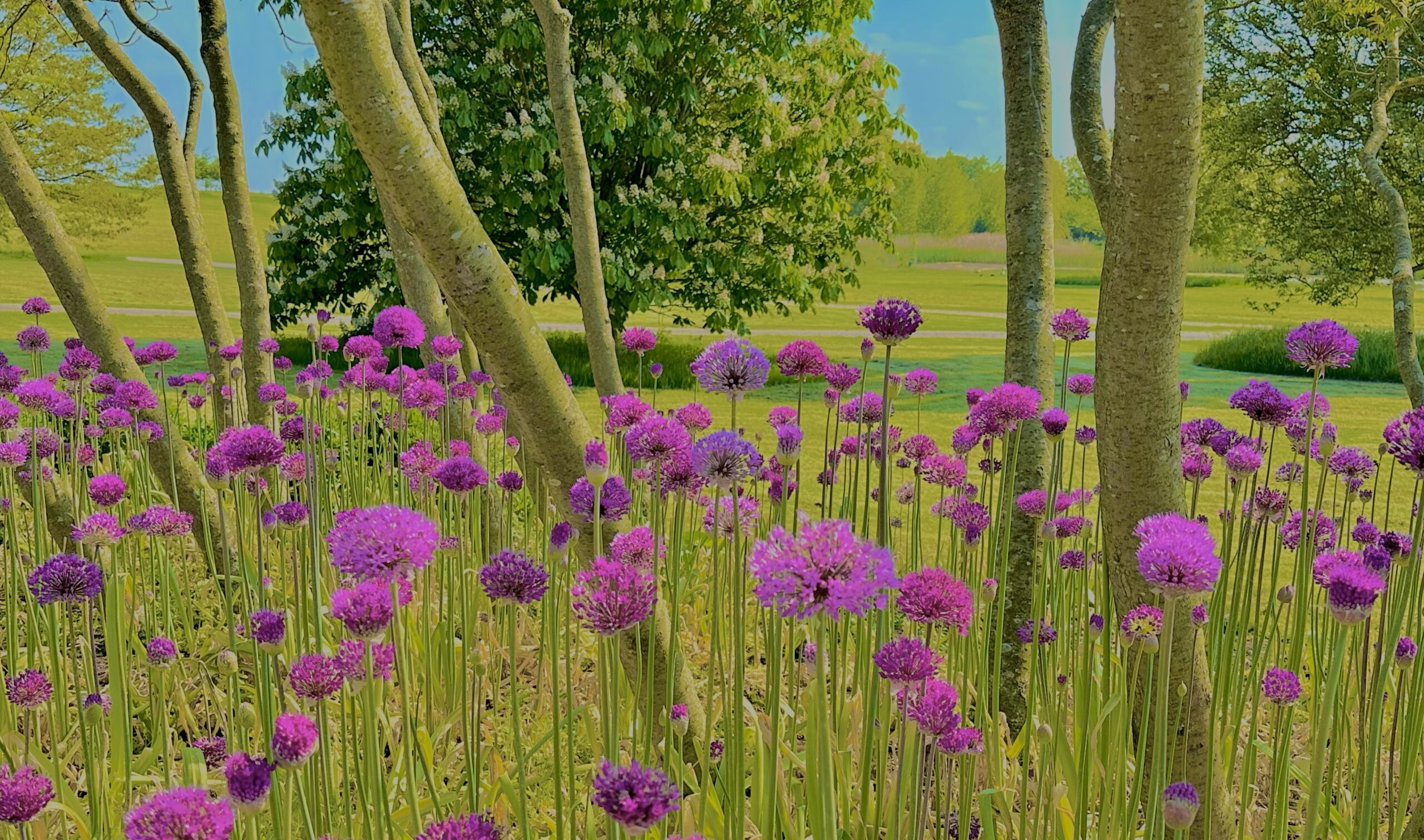 Alliums