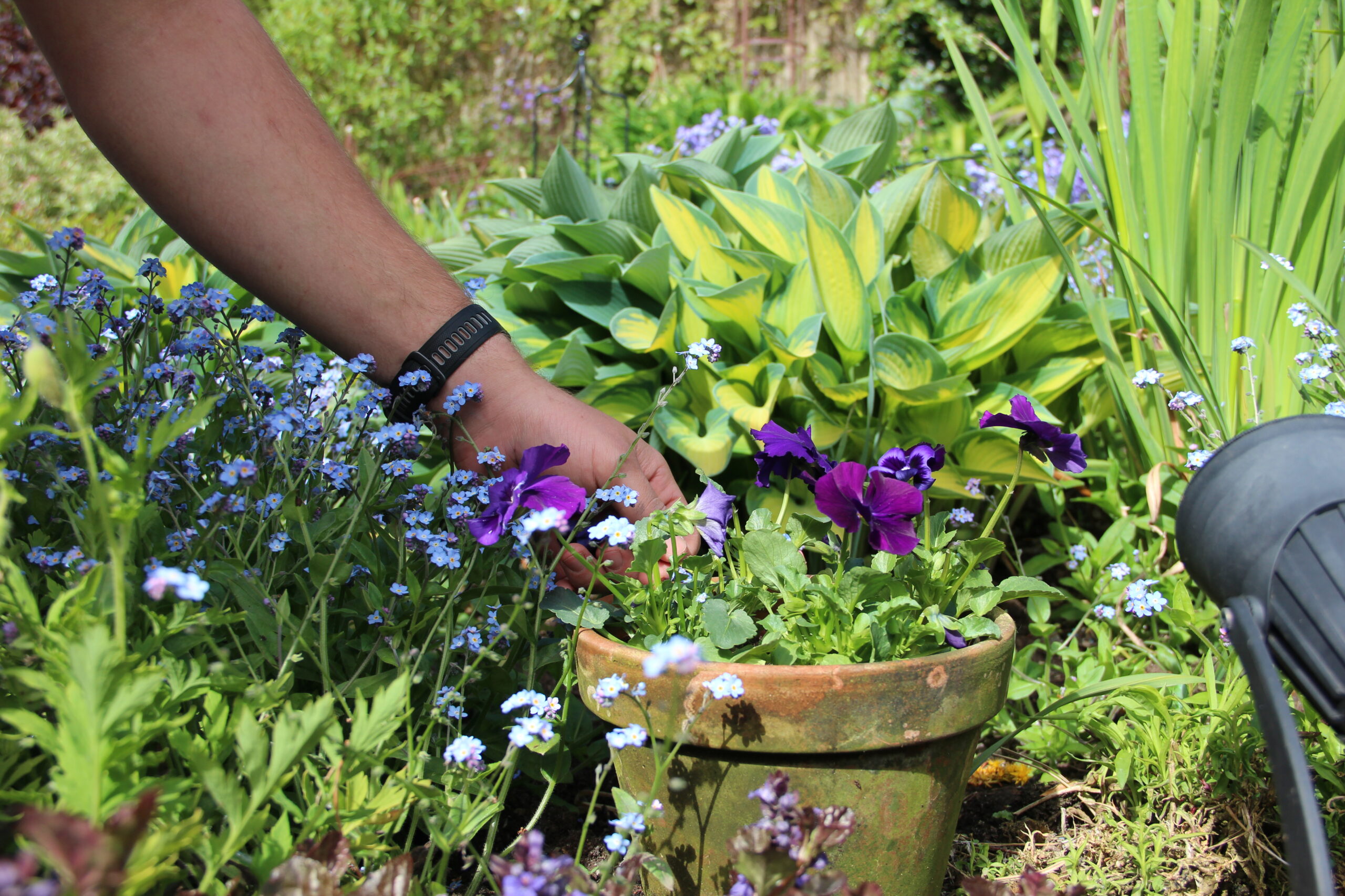 Tending to a flower pot