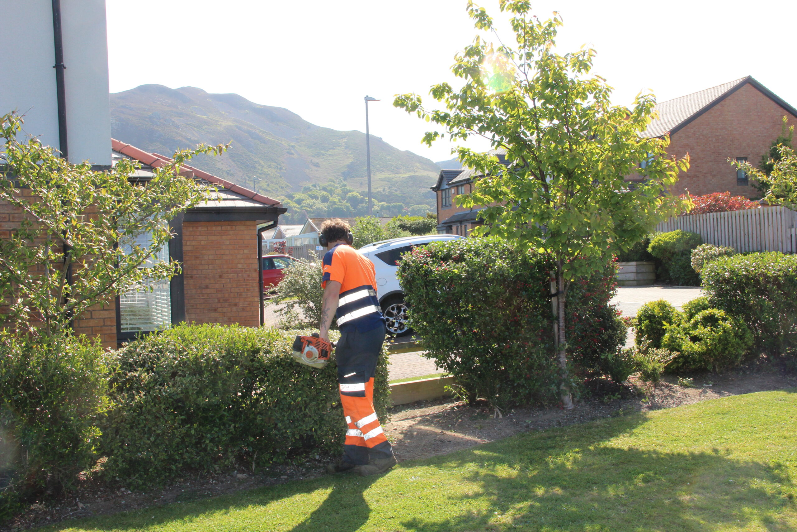 Hedge cutting